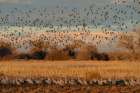 Red-winged blackbirds flying with snow-covered Manzano Mountains in the background, New Mexico Art Print